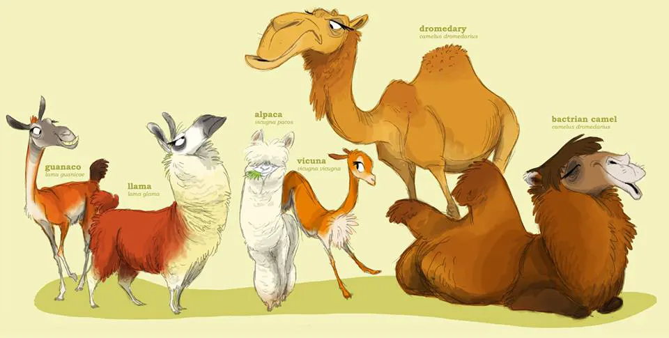 camelib family